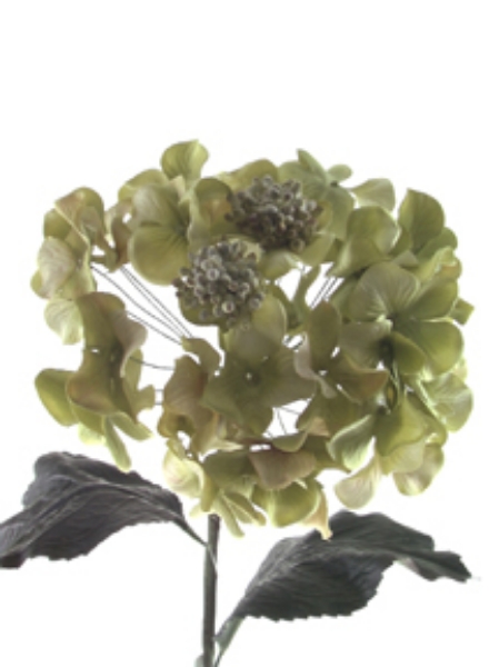 Picture of HYDRANGEA SPRAY