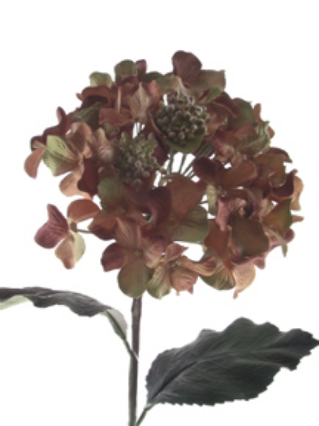 Picture of HYDRANGEA SPRAY