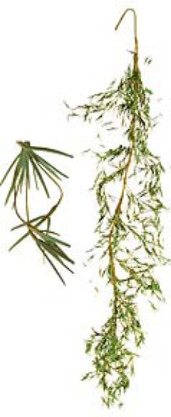 Picture of PINE GARLAND