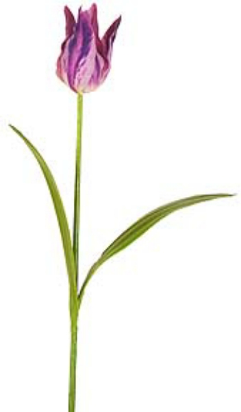 Picture of TULIP