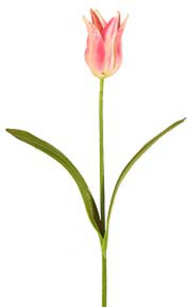 Picture of TULIP