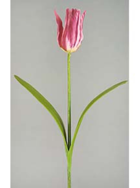 Picture of TULIP