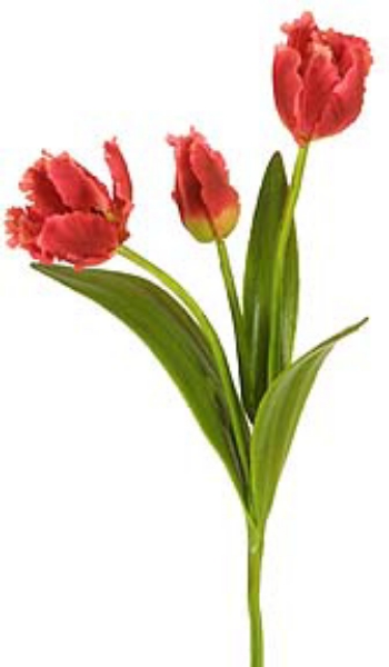 Picture of PARROT TULIP, X2 W/BUD