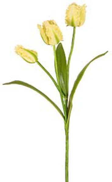 Picture of PARROT TULIP, X2 W/BUD