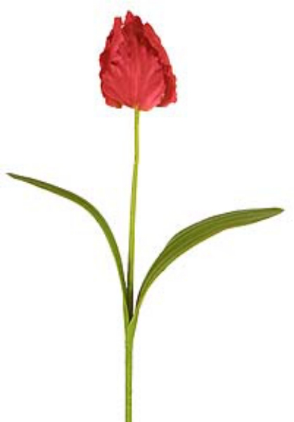 Picture of PARROT TULIP, LG