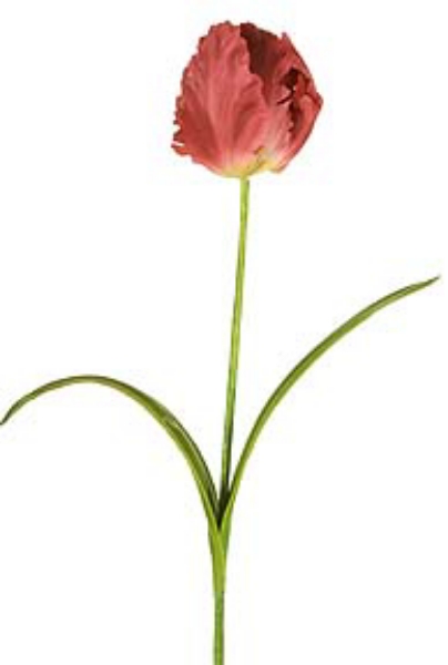 Picture of PARROT TULIP, LG