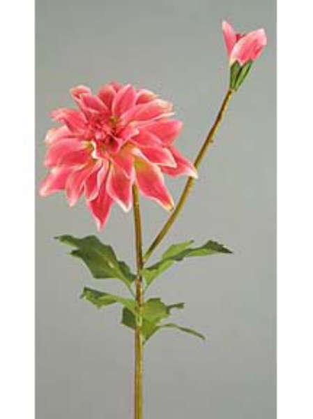 Picture of DAHLIA 1F, 1 BUD