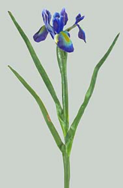 Picture of DUTCH IRIS LG