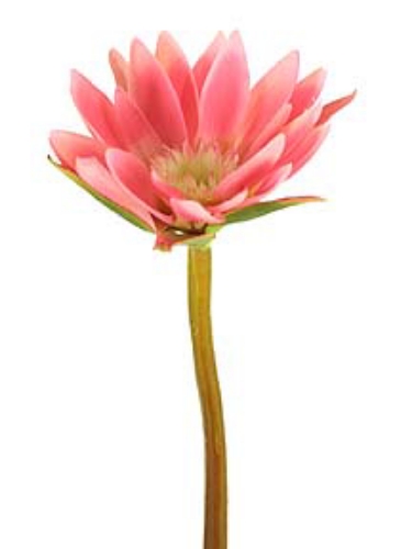 Picture of WATER LILY SM