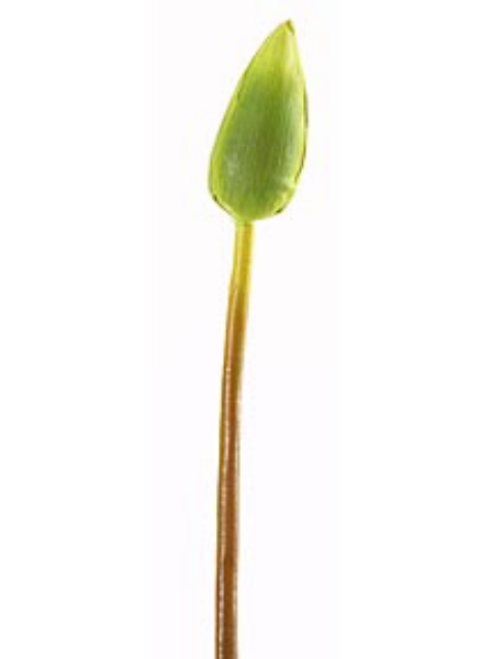 Picture of WATER LILY BUD, LG