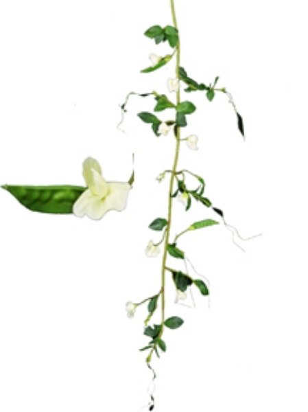 Picture of SWEET PEA VINE