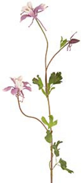 Picture of 42-1/2" COLUMBINE 2F 1B 13L