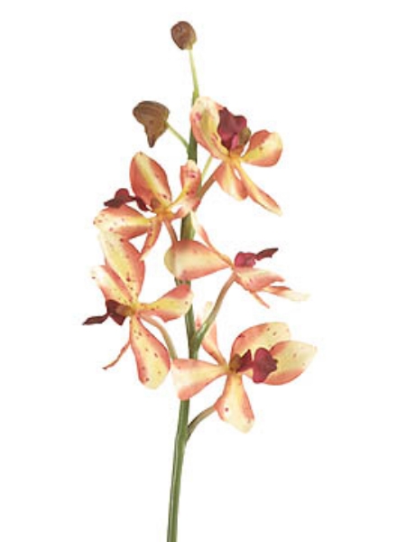 Picture of 26" VANDA SPRAY SM 5F 3B