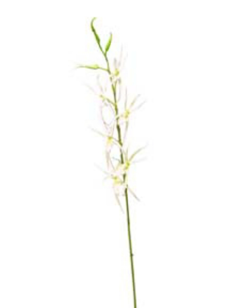 Picture of 38" SPIDER ORCHID SPRAY (SM)