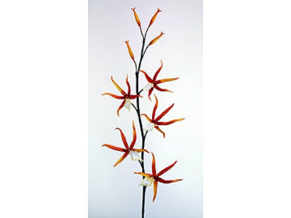 Picture of SPIDER ORCHID SPRAY 5F 4B