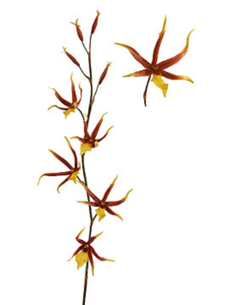 Picture of SPIDER ORCHID SPRAY 5F 4B