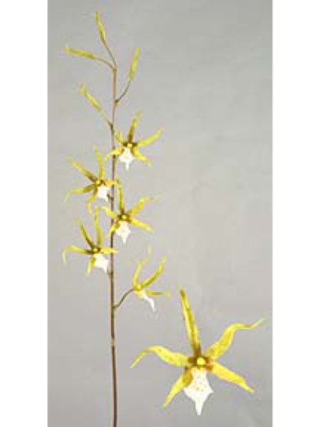 Picture of SPIDER ORCHID SPRAY 5F 4B