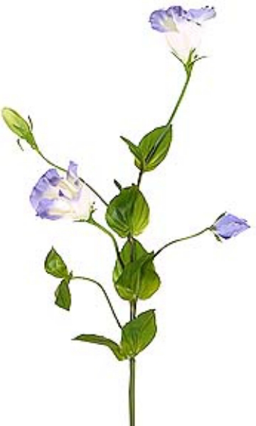 Picture of GENTIAN SPRAY