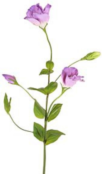 Picture of GENTIAN SPRAY