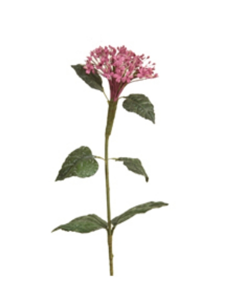 Picture of LG JAPANESE VIBURNUM