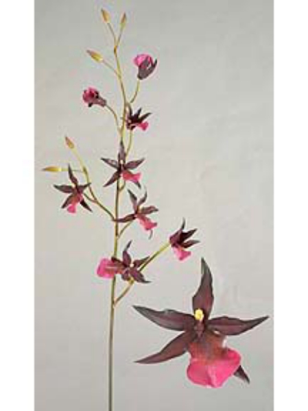 Picture of 36" ONCIDIUM SPRAY