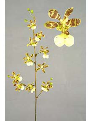 Picture of 36" ONCIDIUM SPRAY 10F6B