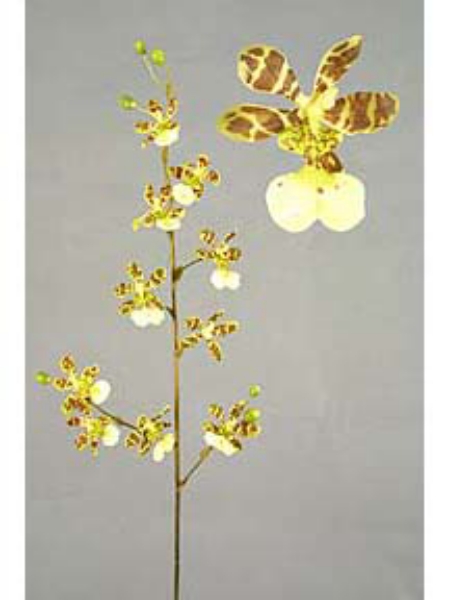 Picture of 36" ONCIDIUM SPRAY 10F6B