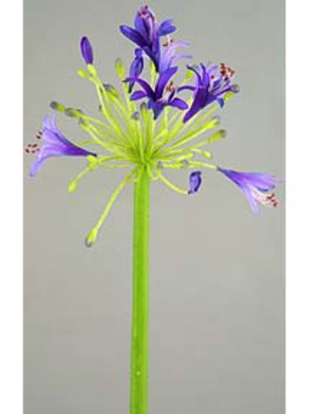 Picture of 36" AGAPANTHUS MED SPRAY 5F