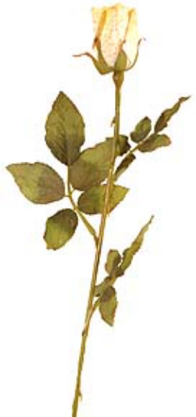 Picture of DRIED ROSE BUD X 1