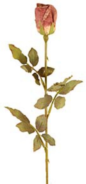 Picture of DRIED ROSE BUD X 1