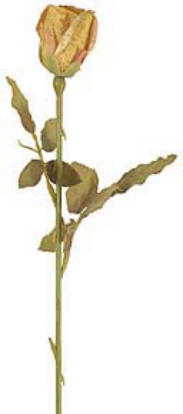 Picture of DRIED ROSE BUD X 1