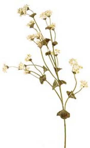 Picture of DRIED THORN WAX SPRAY X 6