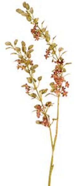 Picture of DRIED EUPHORBIA SPRAY X 2