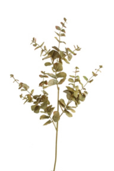 Picture of DRY EUCALYPTUS LEAF SPRAY X 3