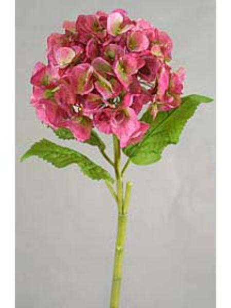 Picture of LARGE HYDRANGEA X 1