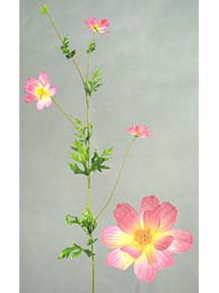 Picture of CALLIOPSIS SPRAY 3F1B