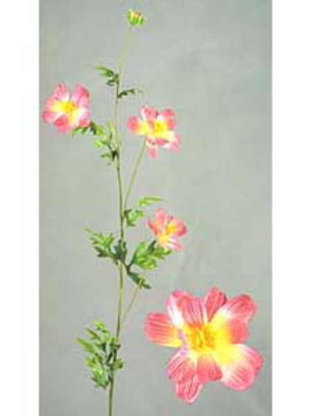 Picture of CALLIOPSIS SPRAY 3F1B