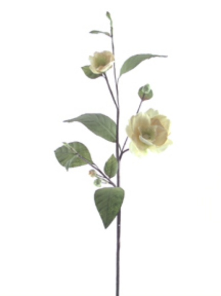 Picture of CAMELLIA