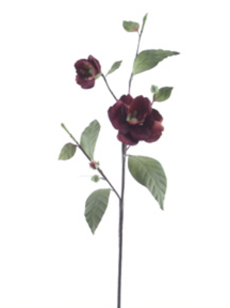 Picture of CAMELLIA