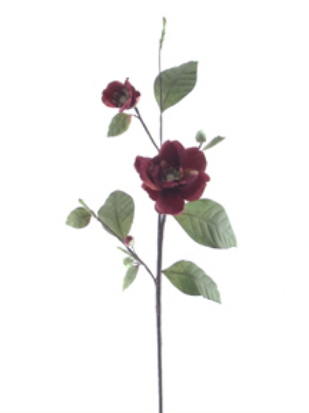 Picture of CAMELLIA