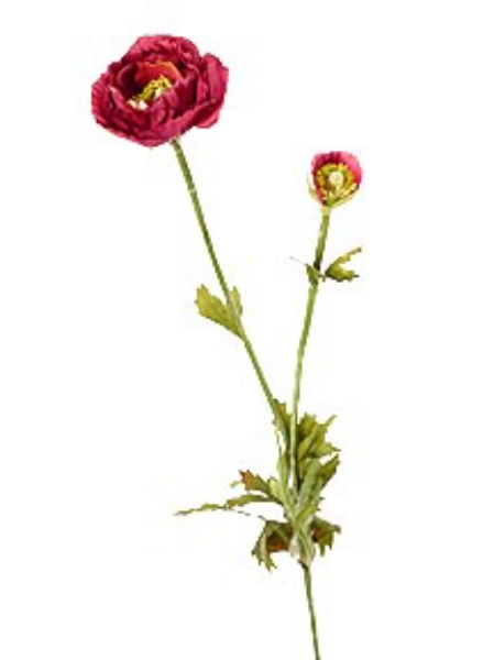 Picture of RANUNCULUS