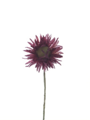 Picture of DESERT MUM