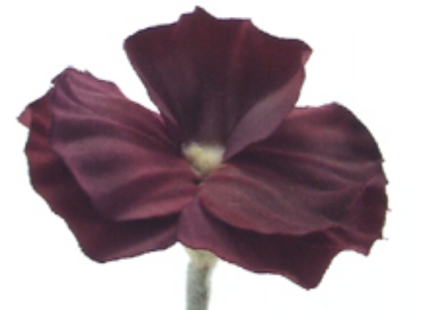 Picture of SMALL PANSY