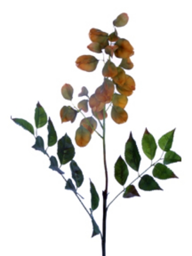 Picture of 35"GOLDENRAIN TREE SPRAY