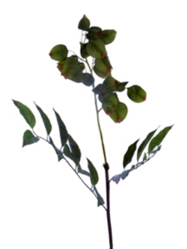 Picture of 35"GOLDENRAIN TREE SPRAY