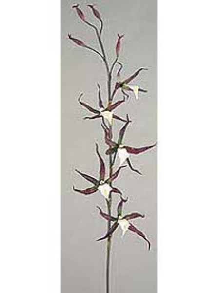 Picture of SPIDER ORCHID SPRAY 5F 4B