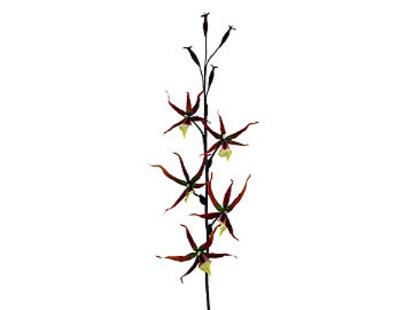 Picture of SPIDER ORCHID SPRAY 5F 4B