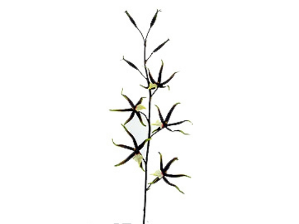 Picture of SPIDER ORCHID SPRAY 5F 4B