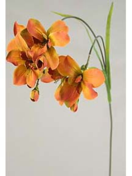 Picture of FREESIA X 2 5F,8B