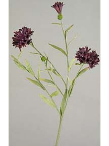 Picture of CENTAURY SPRAY X 5